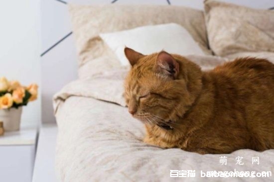 怎么改变宠物猫上床的坏习惯？