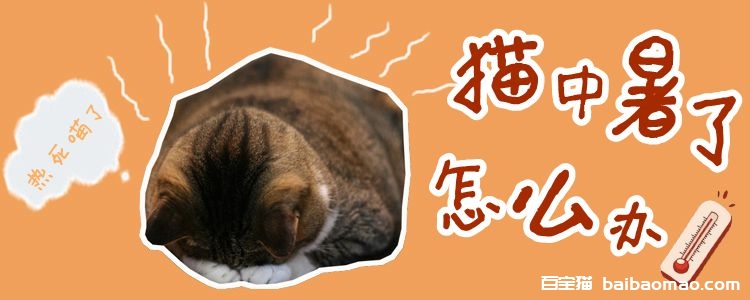 猫中暑了怎么办