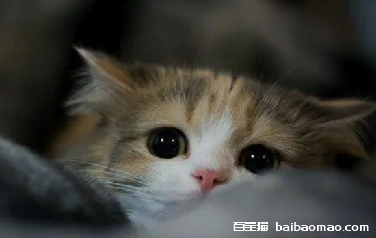 猫咪老是打喷嚏是什么原因