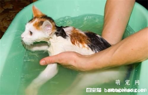 新生猫咪需要洗澡吗？