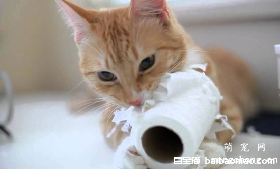 怎么改善猫咪撕咬纸的行为