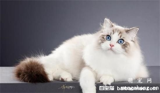 猫咪泪痕比较多怎么办？