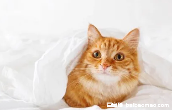 猫咪驱虫后一直舔毛