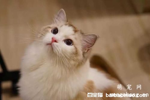 轻松快速的帮猫咪洗澡