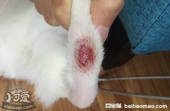 猫猫皮肤病怎么治疗3