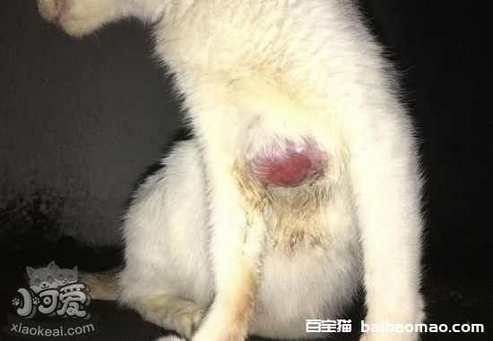 猫猫皮肤病怎么治疗7