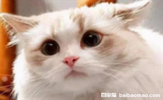 猫咪拉肚子怎么解决