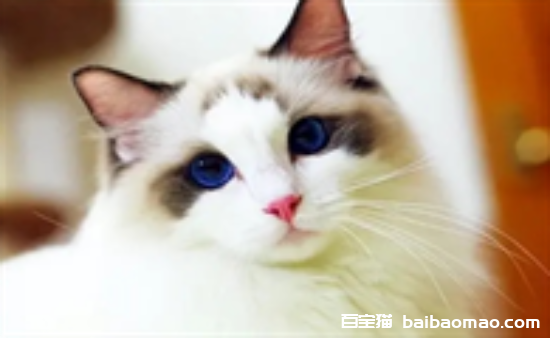 猫咪拉肚子吃什么药最有效