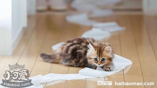 猫厕所怎么自制 猫厕所自制方法