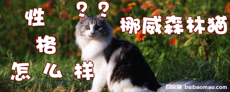 挪威森林猫性格怎么样