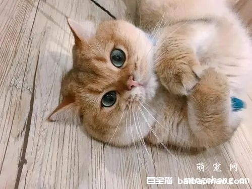 如何管住调皮的猫咪？用正确的方法改掉猫咪的坏习惯