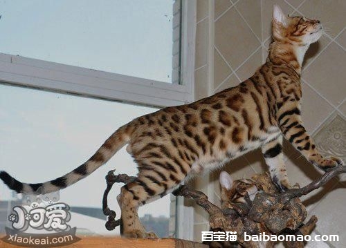 豹猫多大断奶合适 豹猫幼猫断奶时间介绍