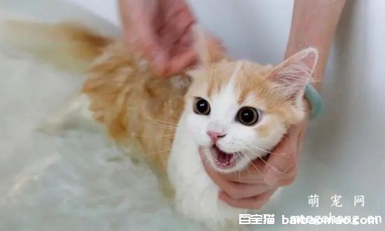 如何轻松快速的帮猫咪洗澡？