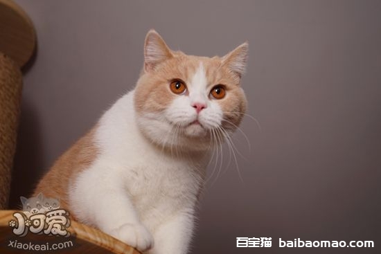 短毛猫怎么梳毛 短毛猫的七个梳毛步骤