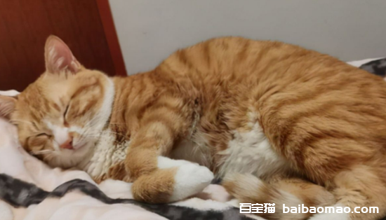 猫咪什么睡姿是生病了