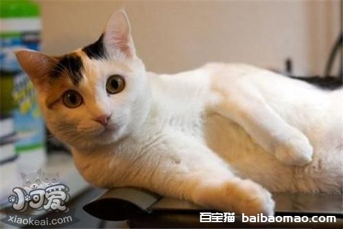 马恩岛猫怎么训练 马恩岛猫训练注意事项