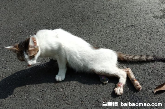 猫咪突然后腿无力瘫痪