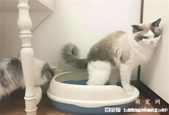 训练猫咪在马桶上上厕所真的好吗？