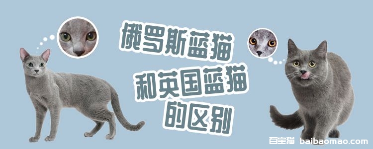 俄罗斯蓝猫和英国蓝猫的区别