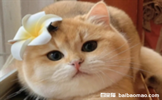 猫咪万万不能吃的东西是什么