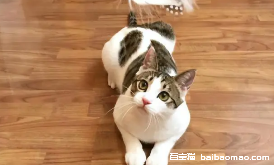 猫咪有死胎的表现是什么样的