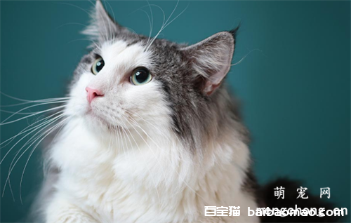 如何给宠物猫面部进行美容？