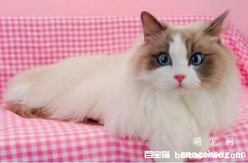 给宠物猫做美容有哪些误区必须要知道？