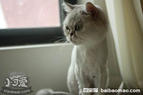 蒂凡尼猫不听话怎么办 蒂凡尼猫服从性训练