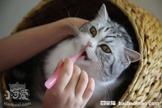 猫咪牙齿护理要注意什么 猫咪牙齿护理注意事项