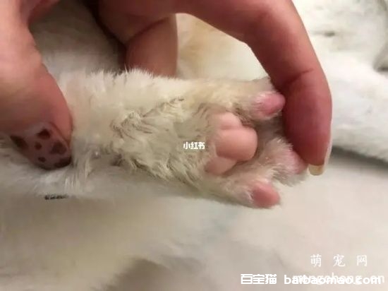 如何为宠物猫咪进行足部护理?