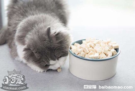 猫咪挑食原因有哪些 猫咪挑食原因介绍