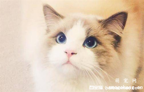 猫咪洗完澡不吹干会怎样