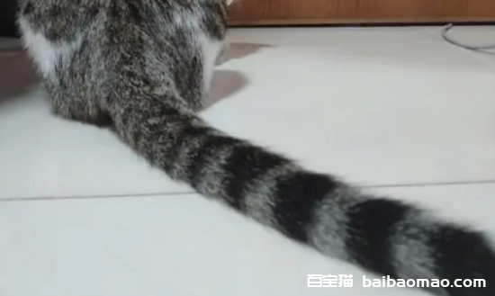 猫咪尾巴很油是什么原因