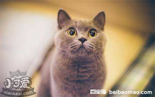 猫咪咳嗽怎么办 猫咪咳嗽治疗方法