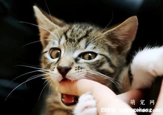 被猫咬了该怎么办 如何训练猫猫不咬人