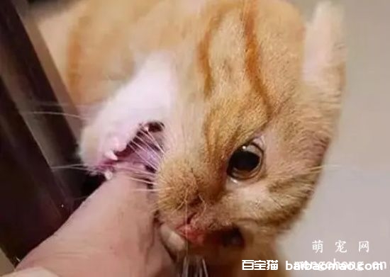 被猫咬了该怎么办 如何训练猫猫不咬人