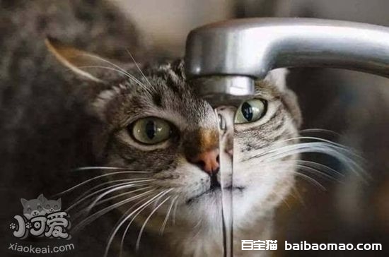 猫咪饮水怎么增加 猫咪饮水量增加技巧