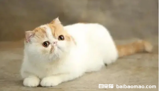 猫咪真菌感染用什么药比较好