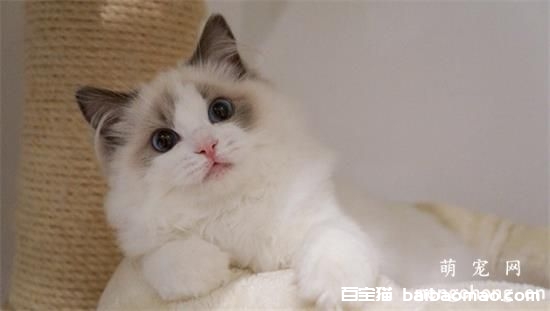 布偶猫如何护理毛发？如何给布偶猫梳理毛发？