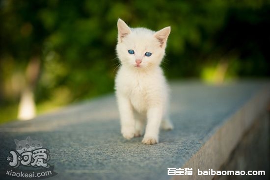 猫长大后眼睛颜色为什么会改变 猫眼睛变色的原因