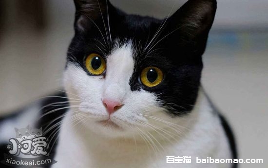 猫长大后眼睛颜色为什么会改变 猫眼睛变色的原因1