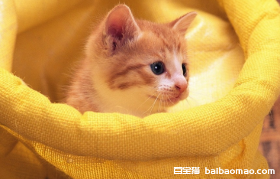 猫咪为什么喜欢踩枕头