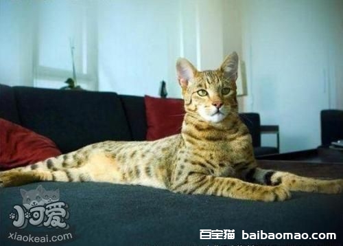 怎么训练阿舍拉猫不抓沙发 阿舍拉猫抓沙发解决办法