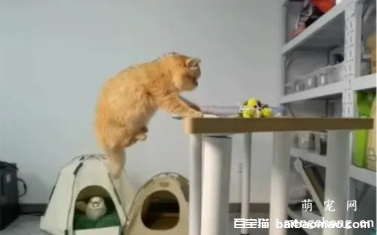 猫总是在吃饭的时候跳上桌子怎么办？