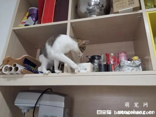 猫总是在吃饭的时候跳上桌子怎么办？