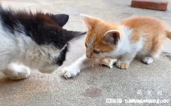 猫咪护食怎么办？猫护食要不要打？