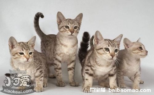 澳大利亚雾猫抑郁症怎么治疗