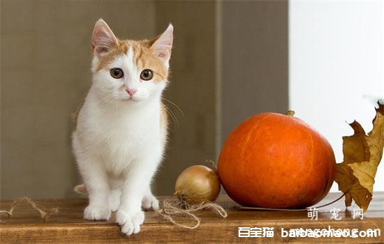 猫毛分层是什么情况