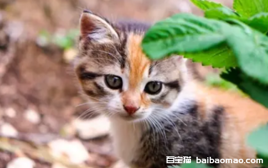 猫尿闭的快速治疗方法