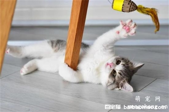 猫咪训练过程中的五个技巧